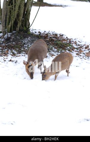 Muntjac Deer (Muntiacus reevesi). Female and fawn seeking food during a period of hard winter weather. January, Norfolk. Stock Photo