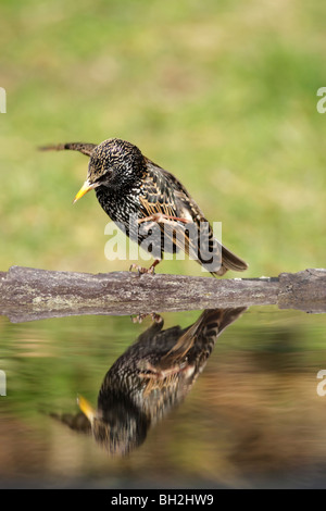 Starling (Sturnus vulgaris) female preening at edge of a small pond showing speckles and pink base of beak Stock Photo