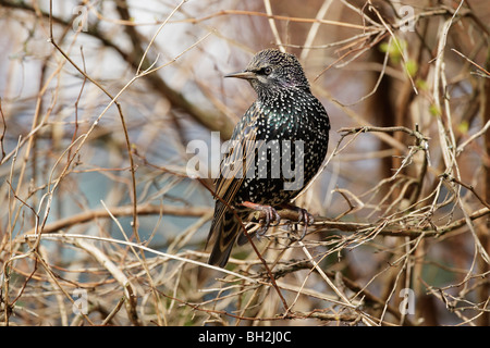 Starling (Sturnus vulgaris) perched in shrub showing irridescent plumage and winter plumage Stock Photo
