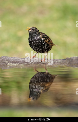 Starling (Sturnus vulagris) reflected in water while standing at the edge of a pond Stock Photo