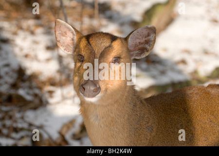 Muntjac Deer (Muntiacus reevesi). Portrait. Female. Winter. Stock Photo