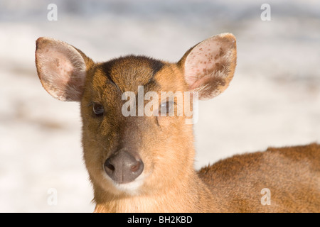 Muntjac Deer (Muntiacus reevesi). Female or doe. Winter snow background. Stock Photo