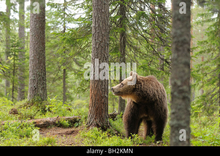 European Brown Bear Ursos arctos Photograhed in Finland Stock Photo