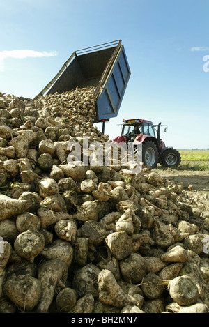 Tractor and trailer tipping sugar beet on to a heap Stock Photo