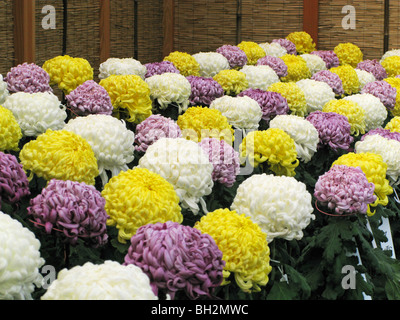 Kiku Chrysanthemums at the New York Botanical Garden Stock Photo