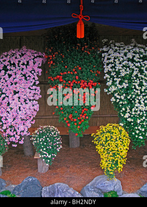 Kiku Chrysanthemums at the New York Botanical Garden Stock Photo