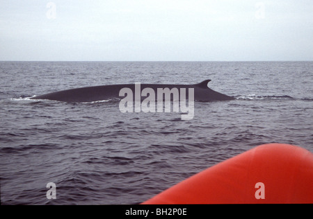 A fin whale, Balaenoptera physalus, surfaces in front of a whale watching boat off the Azores, Portugal in June Stock Photo