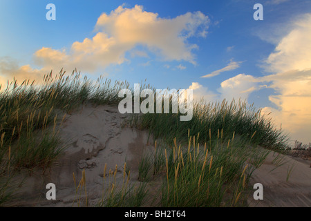 Raabjerg Mile is a migrating coastal dune between Skagen and Frederikshavn, Denmark. Stock Photo