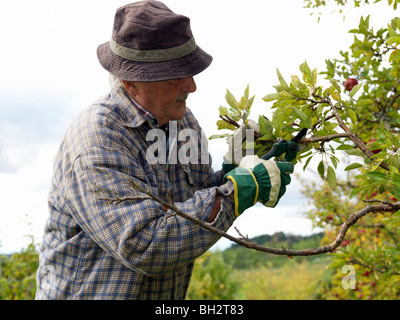 Man tending tree Stock Photo
