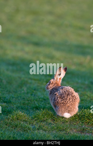 brown hare,lepus capensis , in the early morning, isle of islay,scotland Stock Photo