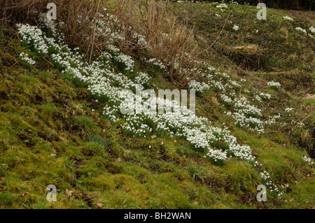 Snowdrops, Galanthus nivalis Stock Photo