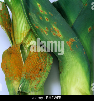 Severe leek rust (Puccinia porri) on harvested leek leaves Stock Photo