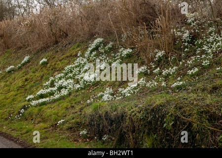 Snowdrops, Galanthus nivalis Stock Photo