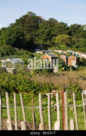 Allotment plots with wooden sheds and greenhouse/glasshouse with wooden fence in the foreground Stock Photo