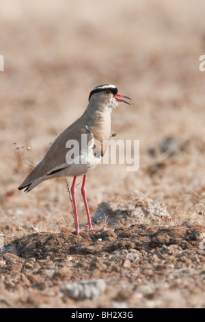 Portrait of a crowned plover in southern Africa. The photo was taken in Zimbabwe's Hwange national park. Stock Photo