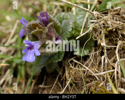 Ground-ivy, glechoma hederacea Stock Photo