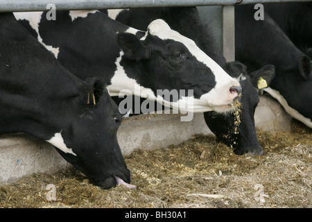 Holstein Dairy Cows Eating Silage Stock Photo