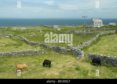 Cattle grazing on an Aran Island farm, Inis Mor, Republic of Ireland Stock Photo