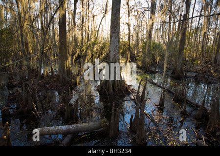 Bald cypress swamp at Barataria Preserve, Marrero, Louisiana, Jean Lafitte National Park Stock Photo