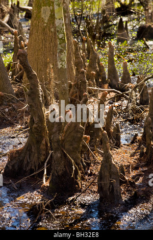Cypress knees at Barataria Preserve, Marrero, Louisiana, Jean Lafitte National Park Stock Photo