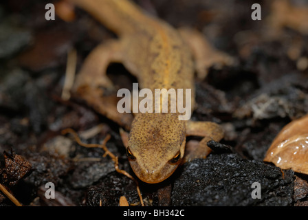 Smooth or Common Newt, Triturus vulgaris, Wales, UK. Stock Photo