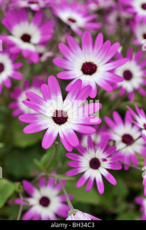 Cineraria (Pericallis Senetti Magenta Bicolor) Stock Photo