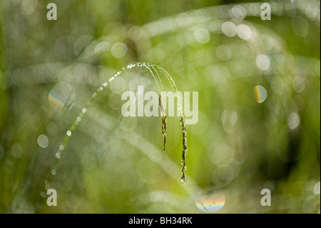 Tufted Hair Grass (Deschampsia cespitosa) Drooping flowers with raindrops, Greater Sudbury, Ontario, Canada Stock Photo