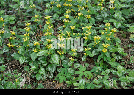 Yellow archangel (Lamium galeobdolon 'Florentinum' syn. Lamiastrum galeobdolon 'Florentinum') Stock Photo