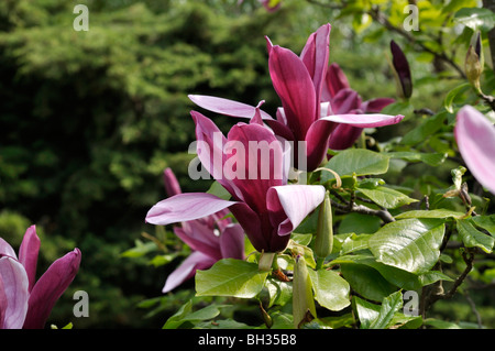 Lily magnolia (Magnolia liliiflora) Stock Photo