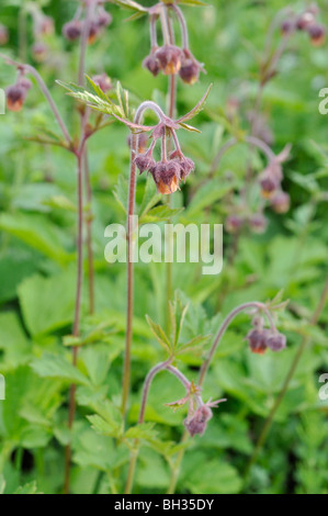 Water avens (Geum rivale) Stock Photo