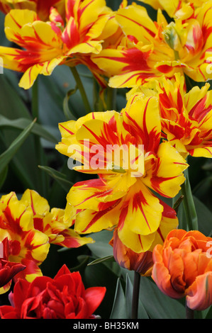 Double early tulip (Tulipa Monsella) Stock Photo