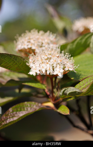 Tartarian dogwood (Cornus alba 'Kesselringii') Stock Photo