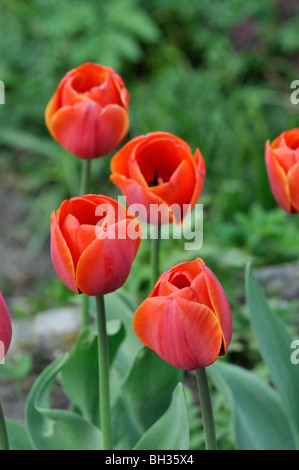 Single late tulip (Tulipa Perestroika) Stock Photo