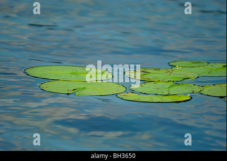 Yellow waterlily (Nymphaea mexicana) leaves in Elbow Lake, Wanup, Ontario, Canada Stock Photo