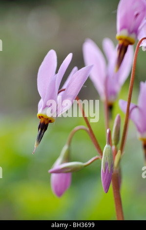 American cowslip (Dodecatheon meadia) Stock Photo