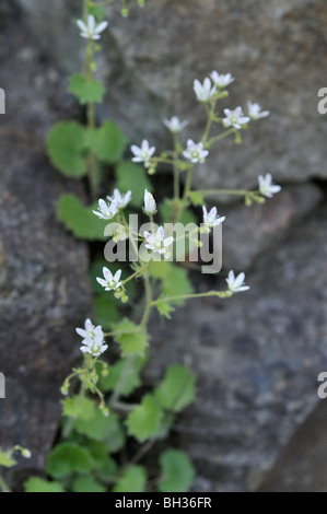 Round-leaved saxifrage (Saxifraga rotundifolia) Stock Photo