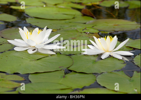 Fragrant white water lily (Nymphaea odorata), Cartier, Ontario, Canada Stock Photo