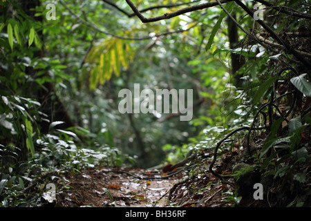 Jungle Path in Khao Lak Lam Ru National Park, Thailand Stock Photo