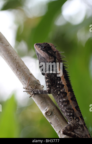 Emma Gray's Forest Lizard (Calotes emma) Stock Photo