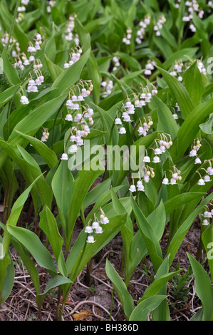Lily of the valley (Convallaria majalis 'Rosea') Stock Photo