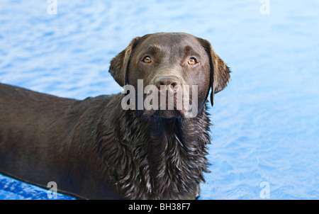 Shot of a Chocolate Labrador in the Swimming Pool Stock Photo