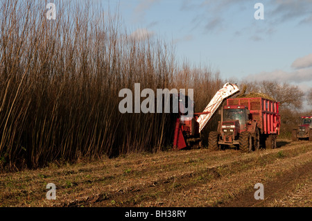 willow short rotation coppice willow short rotation coppice
