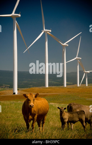 Windy Point Wind Farm in Klickitat County, Washington Photo by Bruce Forster 2009 Stock Photo