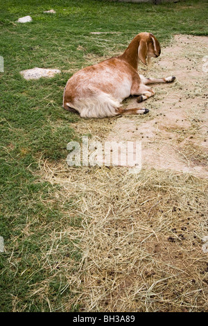 An Anglo-Nubian goat resting in a goat yard. Stock Photo
