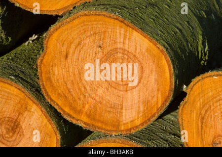 Alder (Alnus glutinosa). Cross section of freshly cut trunk showing annual growth rings. Stock Photo