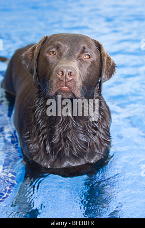 Dog about to Swim in a Swimming Pool Stock Photo