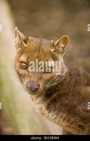 Fossa (Cryptoprocta ferox). Native to Madagascar. Stock Photo