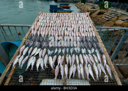 Cheung Chau, Hong Kong, fish drying Stock Photo
