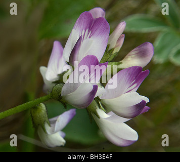 Alpine milkvetch (Astragalus alpinus); a rare plant in Scotland. Stock Photo