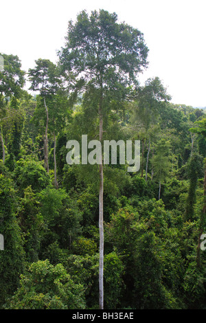 Africa Cape Coast Ghana Jungle Kakum Tree Stock Photo